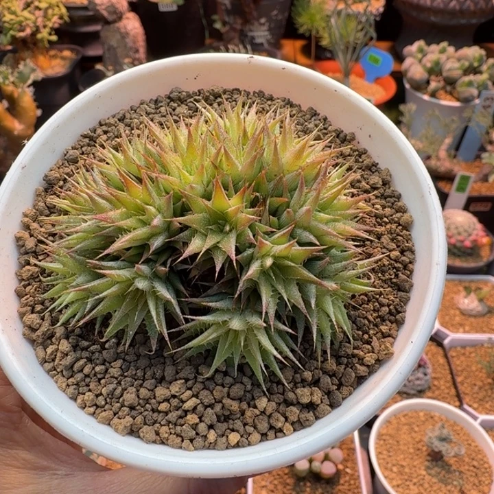 坨坨凤903 仙人球