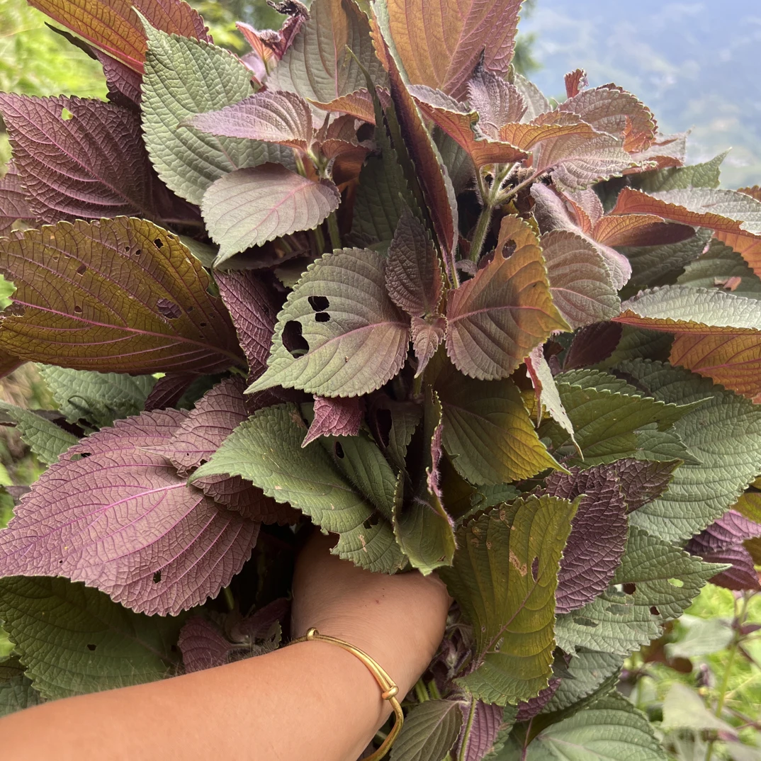湖南怀化正宗农家紫苏新鲜带杆发货牛蛙鱼虾田螺食用