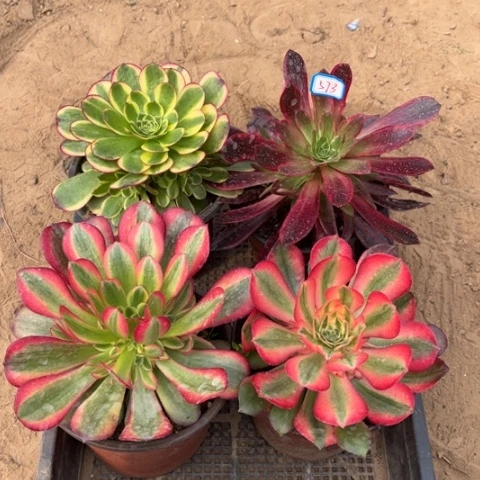 573多肉植物组合