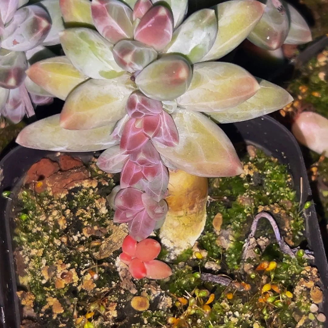 桔云多肉美人精品系列