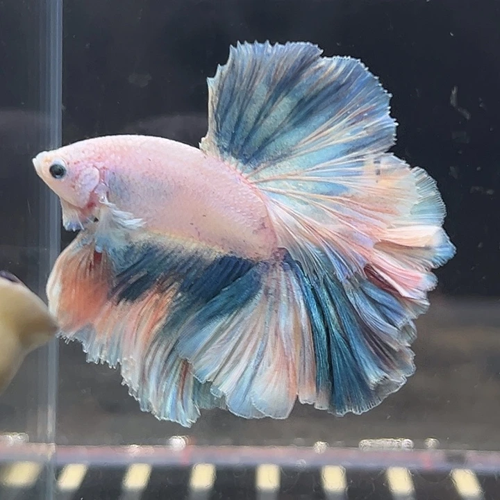 斗鱼25号拼接感很有艺术性的鱼