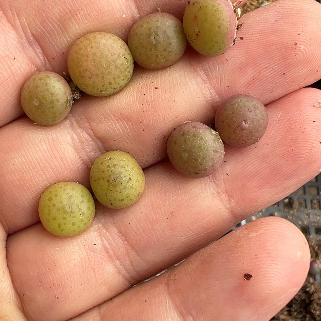 23-50量拍海豚嘴小拳拳一颗