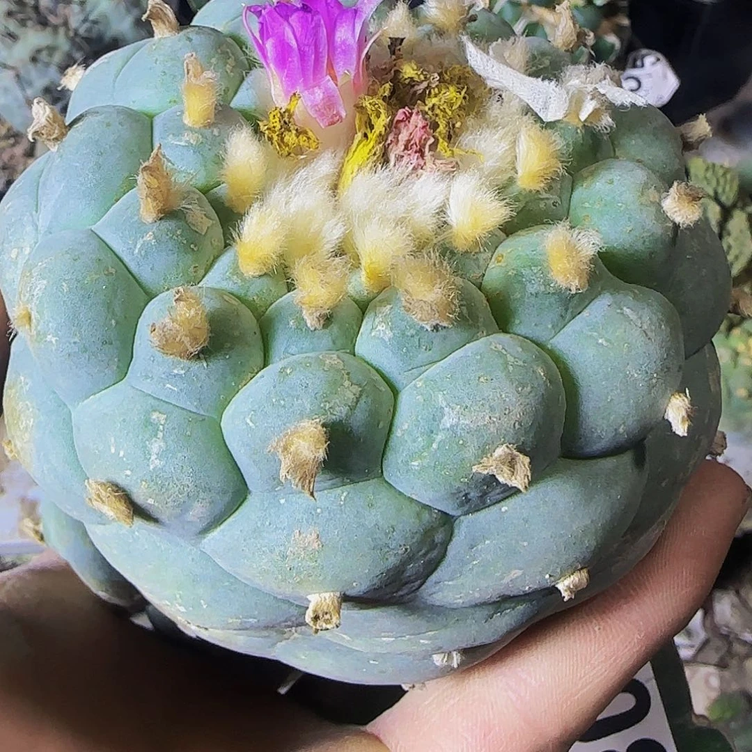 白108仙人球开花了