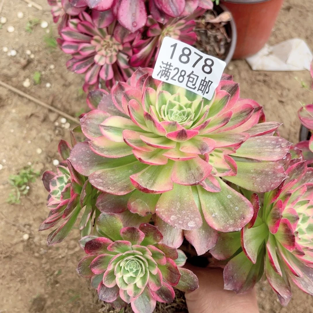 A. 1878海王多破1111