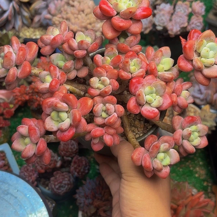 红落神老桩多肉一颗 脱土发货