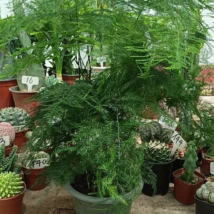 无花朵文竹      20元