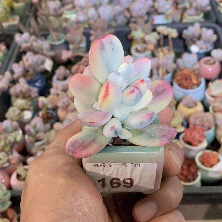 169福娘锦38带盆