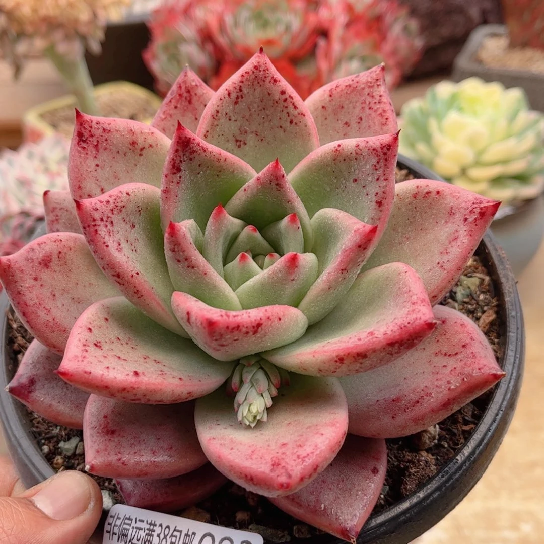 093红颜蜜语德华多肉