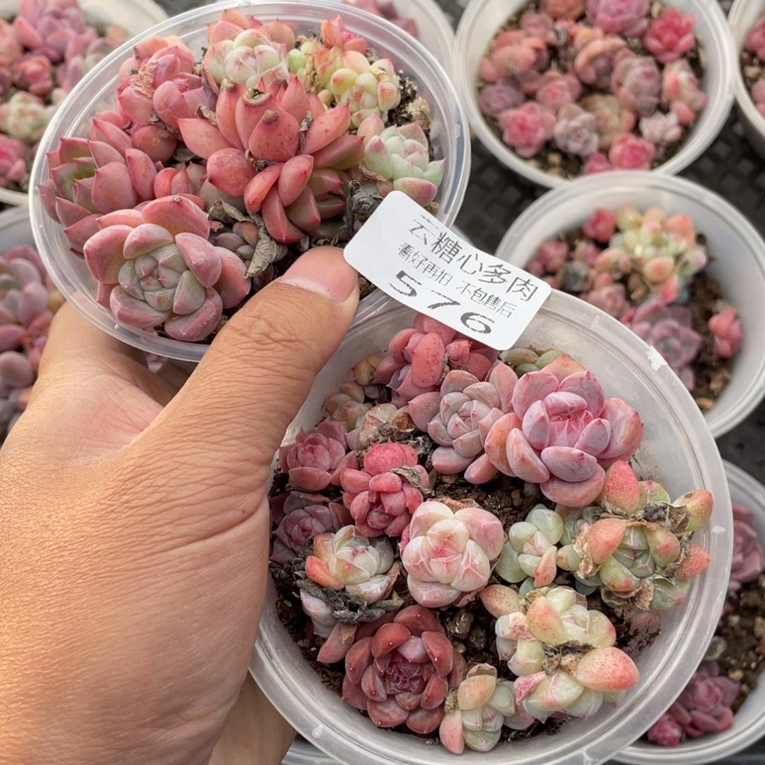 云糖心多肉植物576