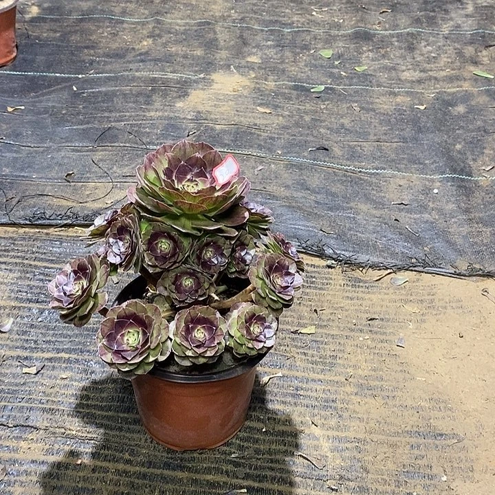 20，黑魔1457889999990