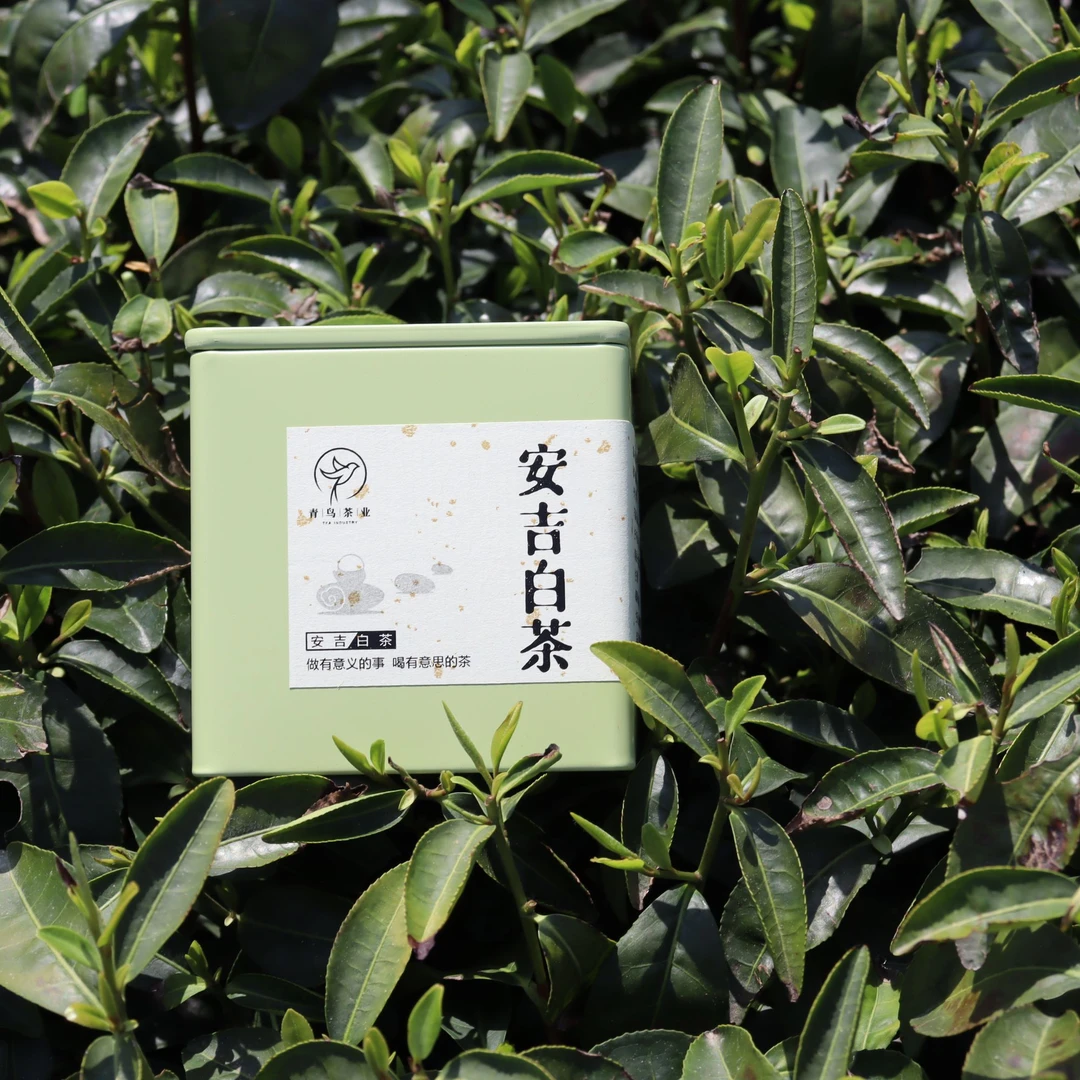 【安吉白茶】明前绿茶 兰花香鲜爽甘甜 手工制作