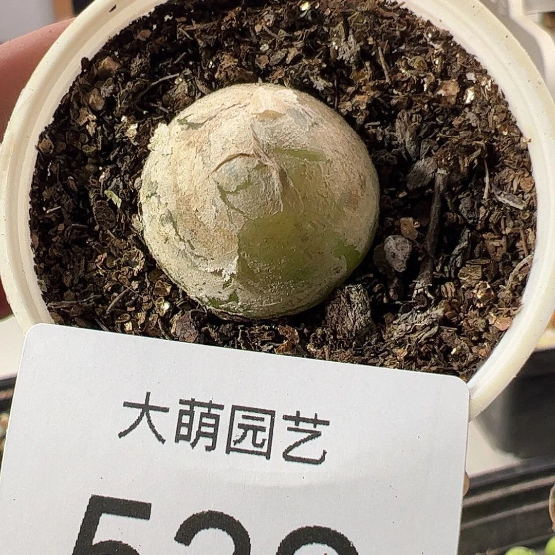 一物一拍带盆土发。   532