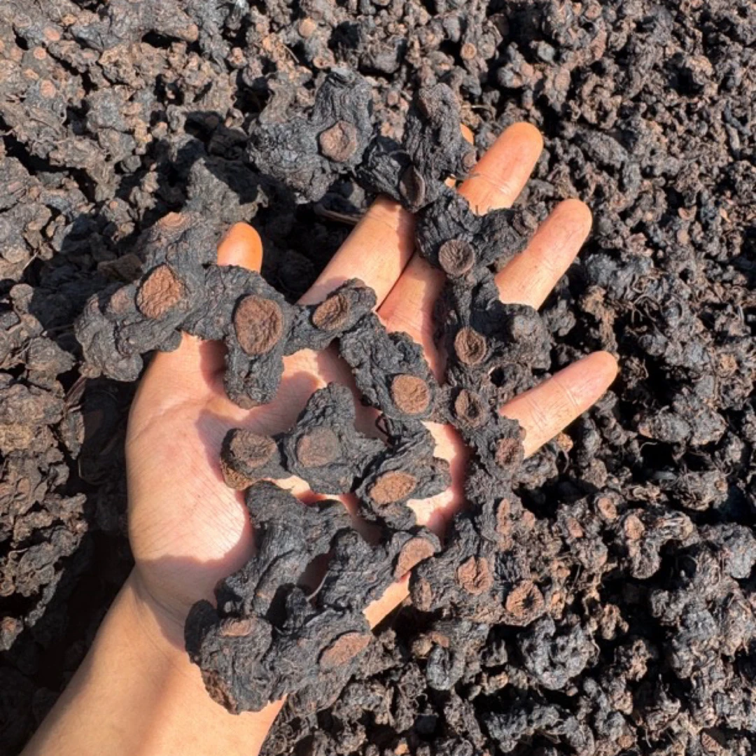 贵州 多花老虎姜仙人余