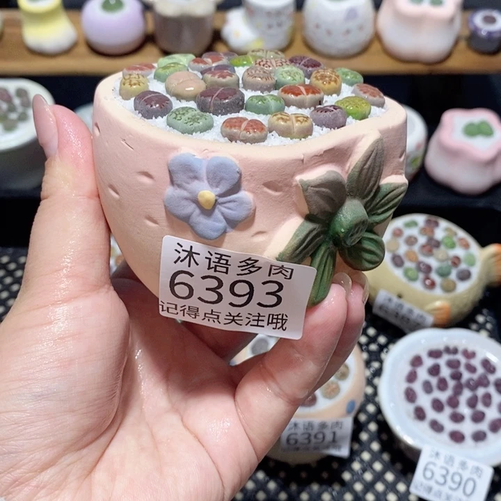 带盆土植物 一物一拍6393