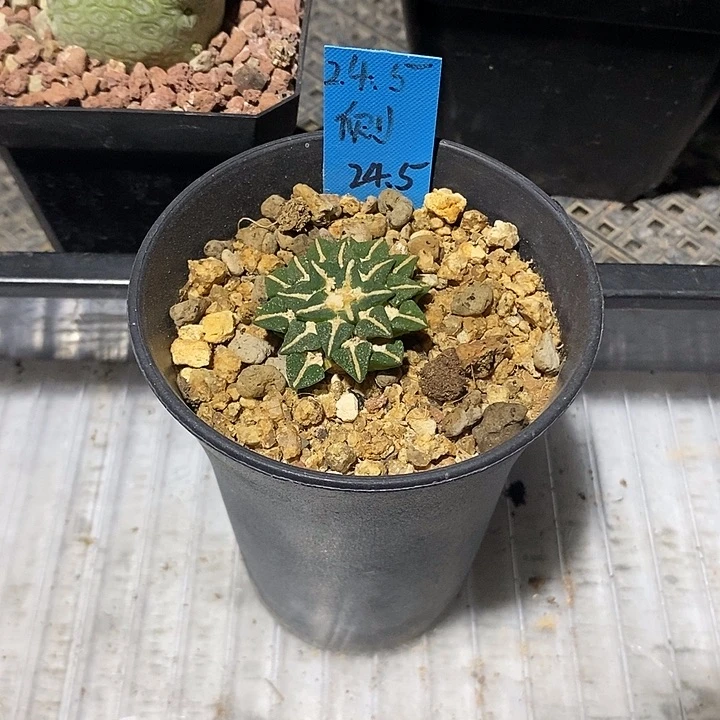 姬牡丹，自根，带盆