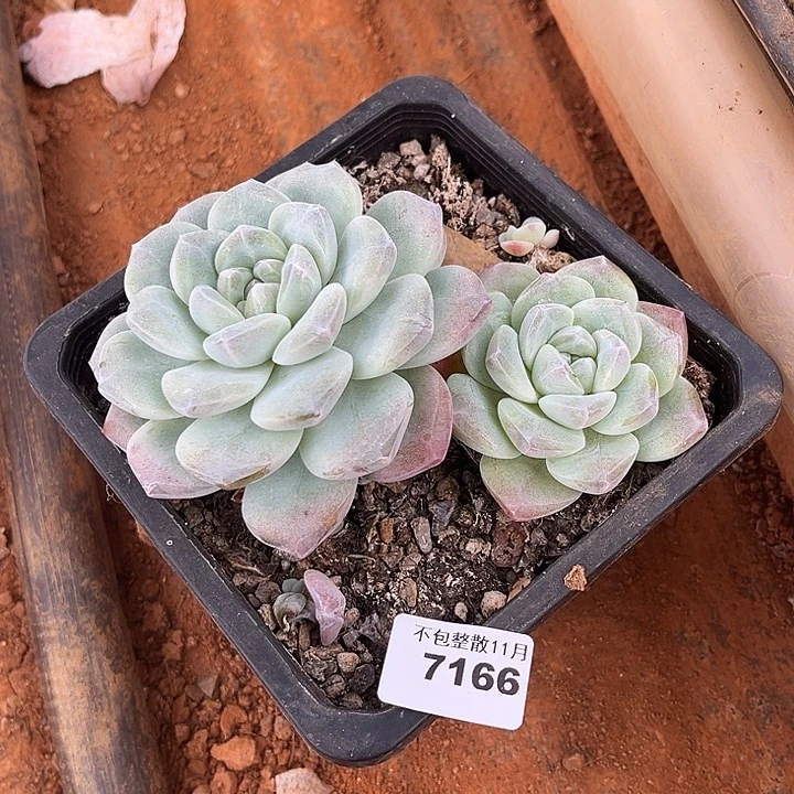 阿雅园艺。       7166牛屎冰玉