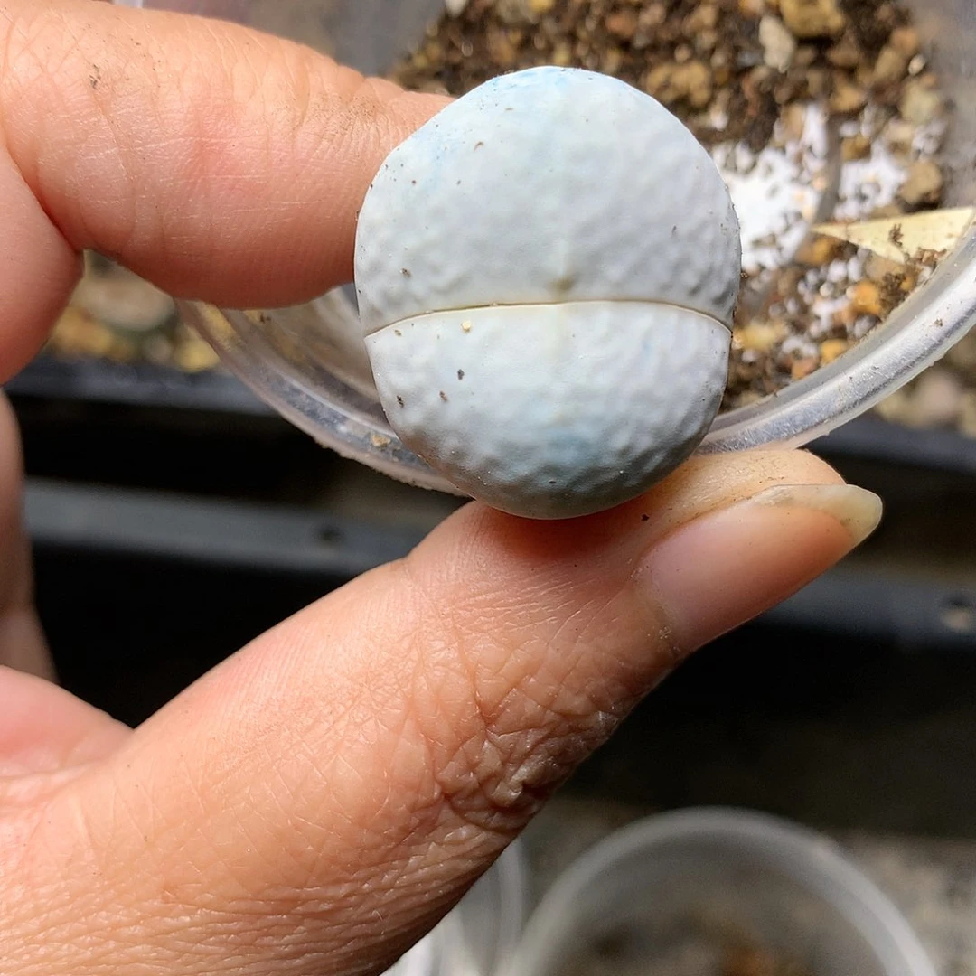 H179多肉植物保护