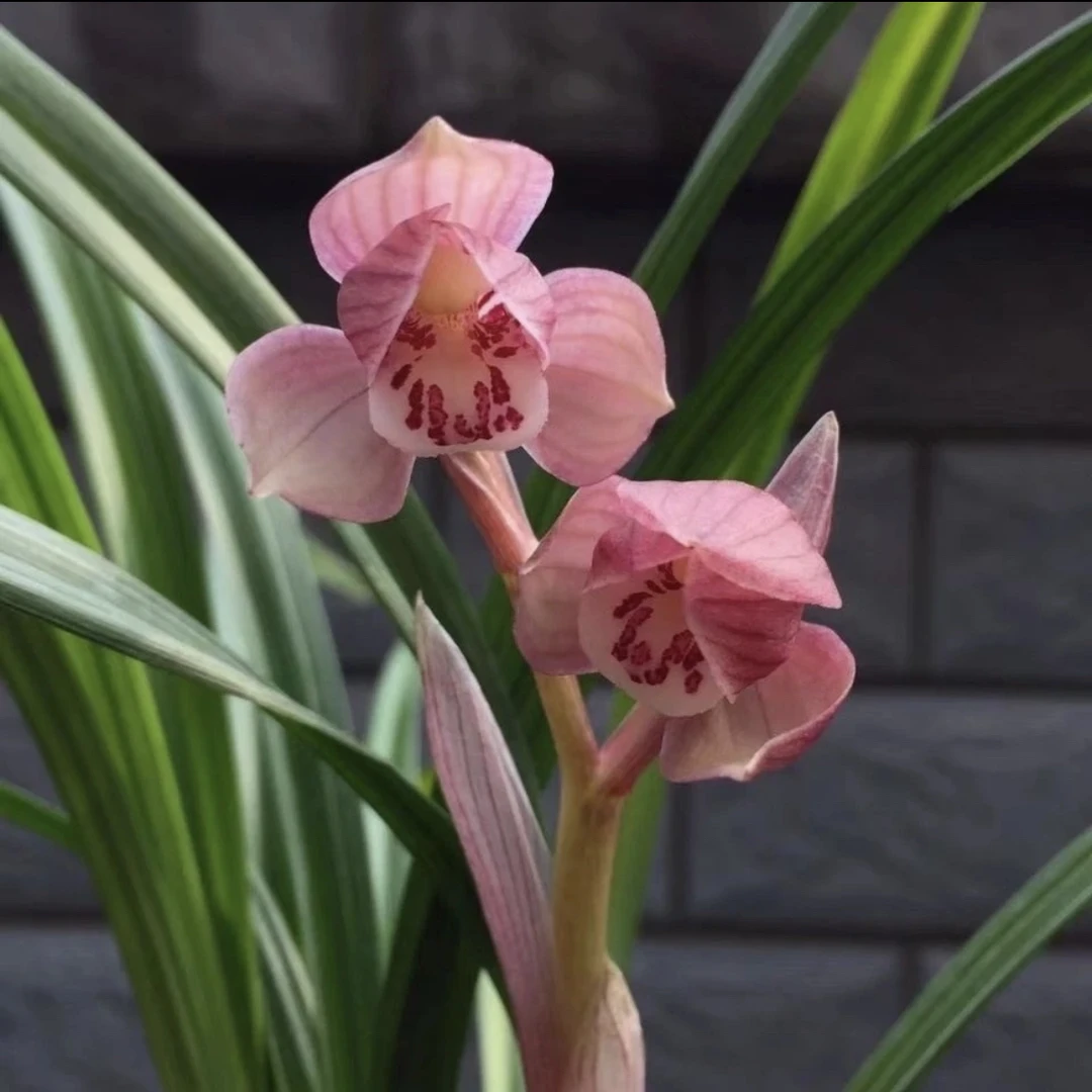 建兰春兰蕙兰莲瓣秋芝一花一拍专用链接（请勿自行下单）