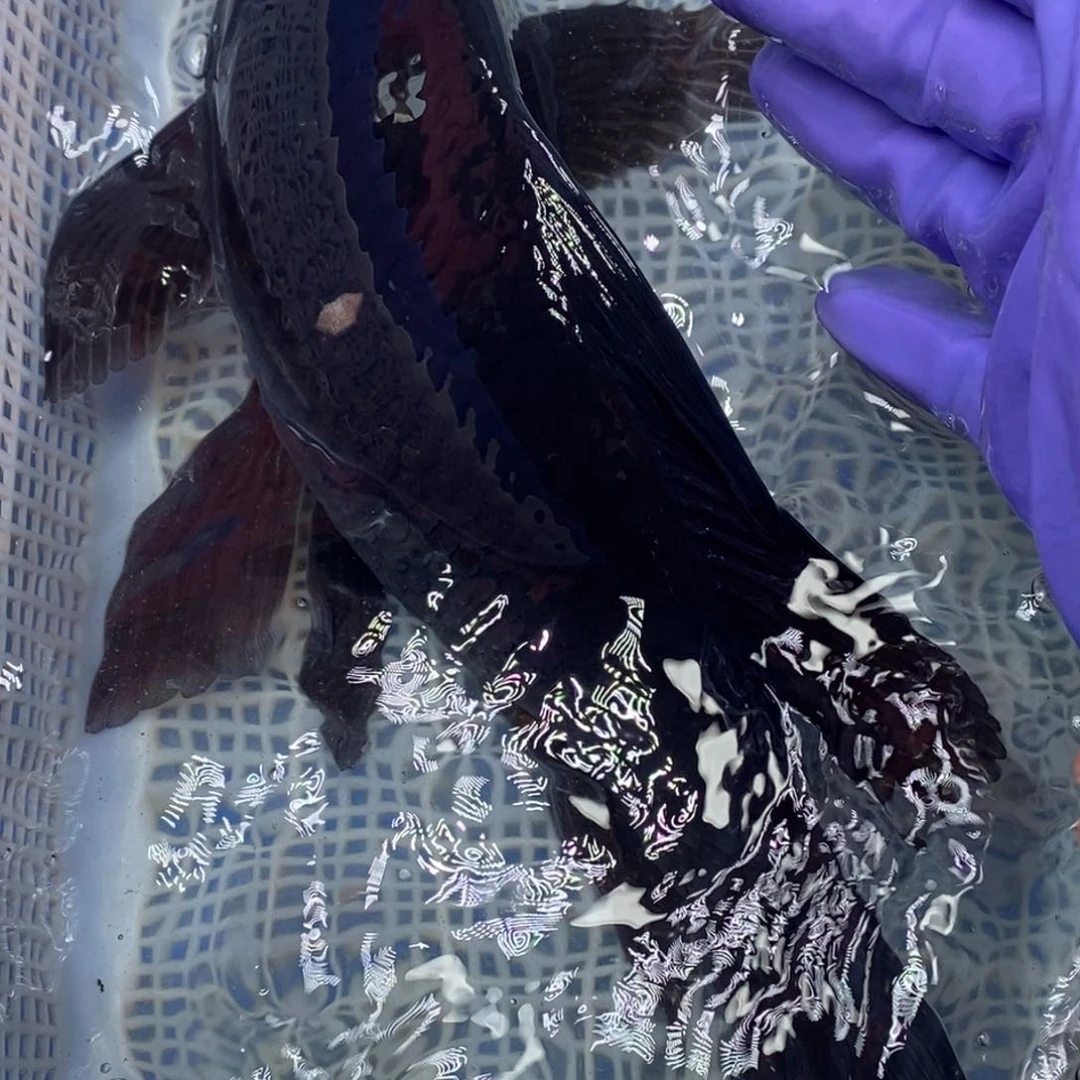 锦鲤冷水锦鲤包邮