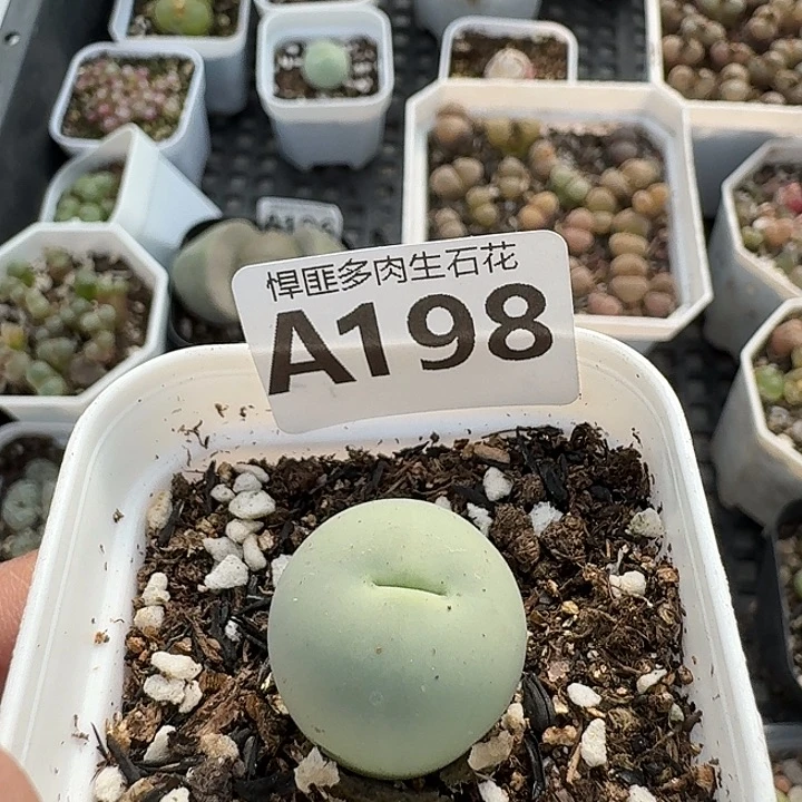 198多肉植物多肉植物