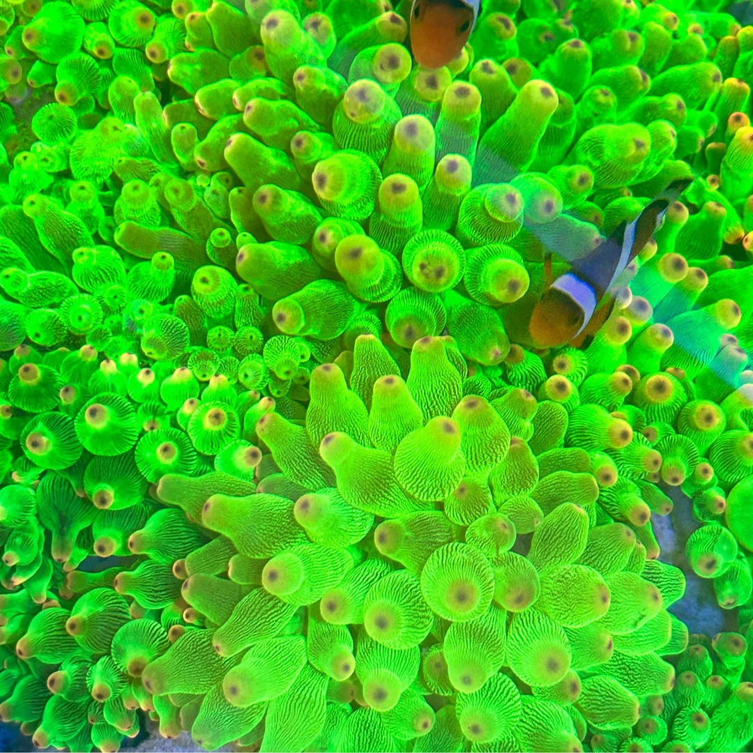 小丑鱼 长须绵绵 奎奎奎奎