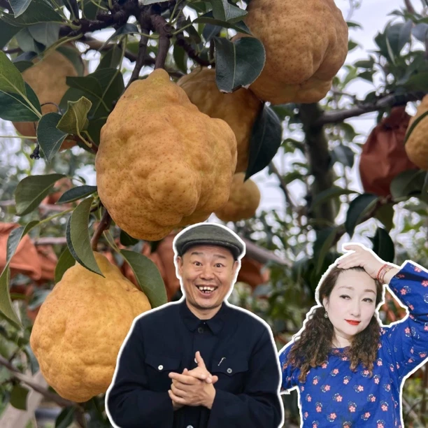 【四愣三丫头】正宗中华丑梨当季新鲜水果糯甜多汁吃软不吃硬