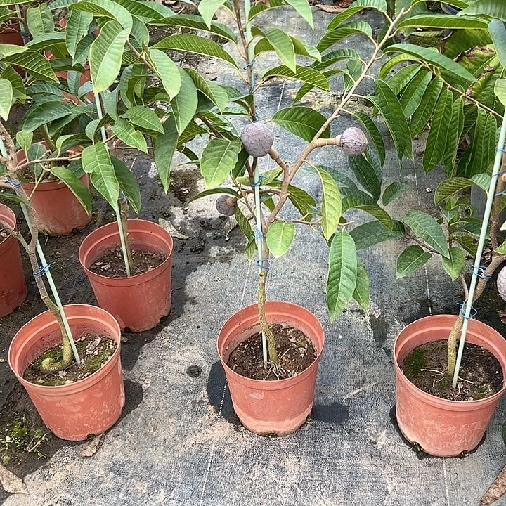 飕***飚天使25809976788845777