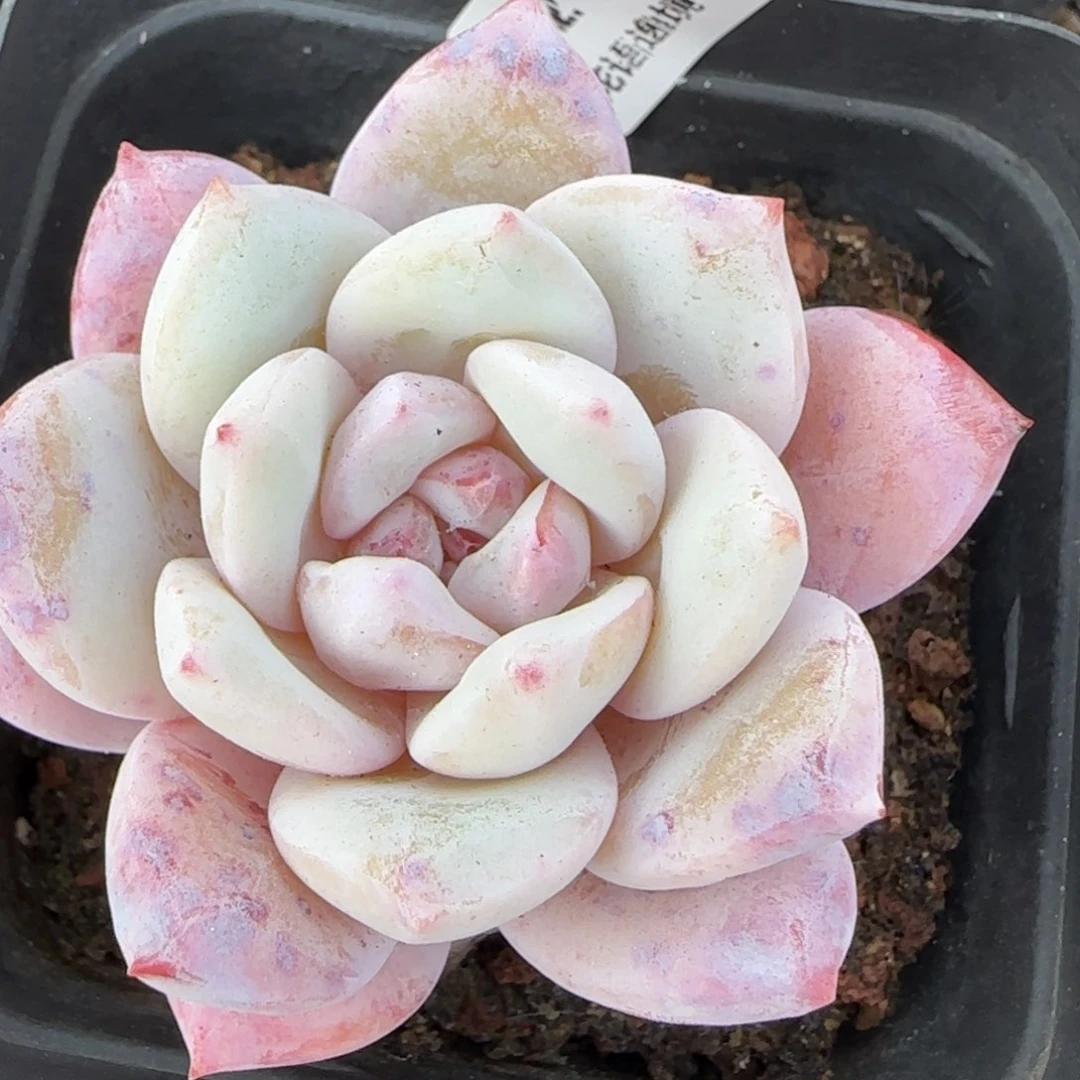 花语逸境0218-52雪天使