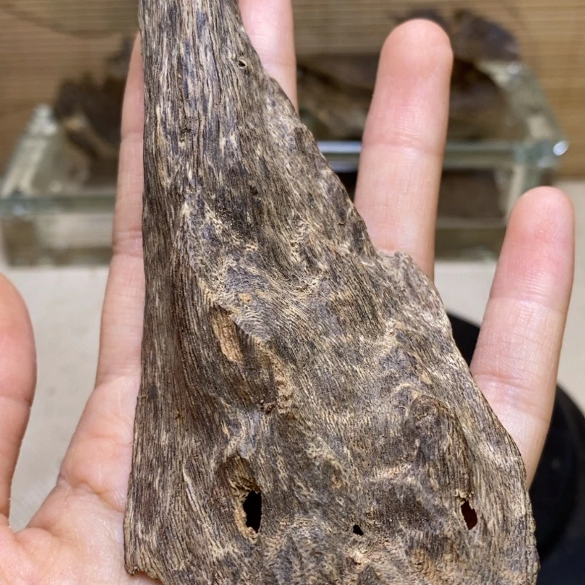 【闪购商品】海南壳子12克
