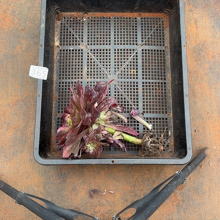 365框拍掌心多肉法师锦，不包断枝包开箱黑腐