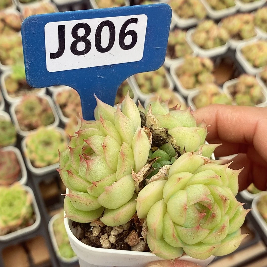 冰雷7cm多肉植物