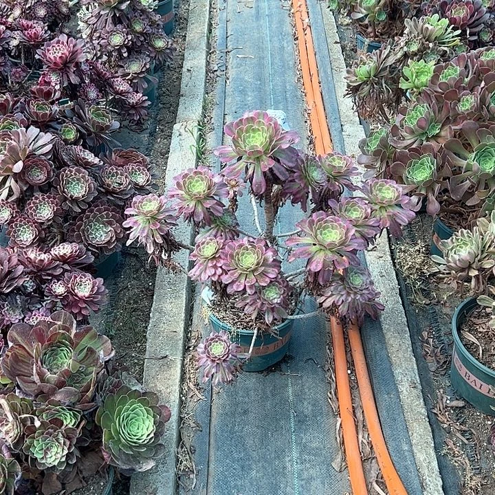 0048维纳斯多肉植物
