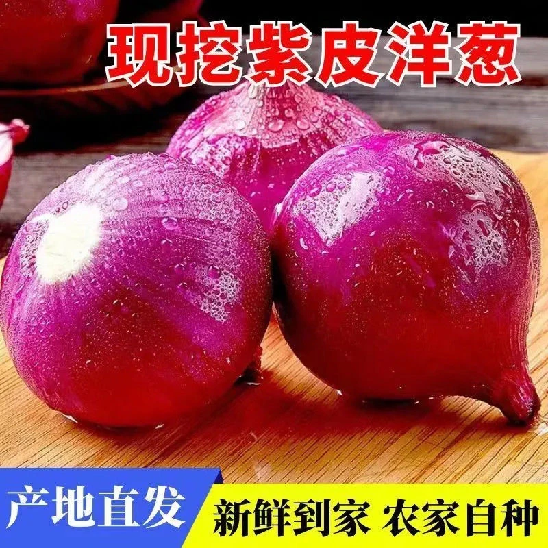 【产地直发】当季紫皮洋葱红皮生吃水果洋葱新鲜现挖蔬菜水果批发A