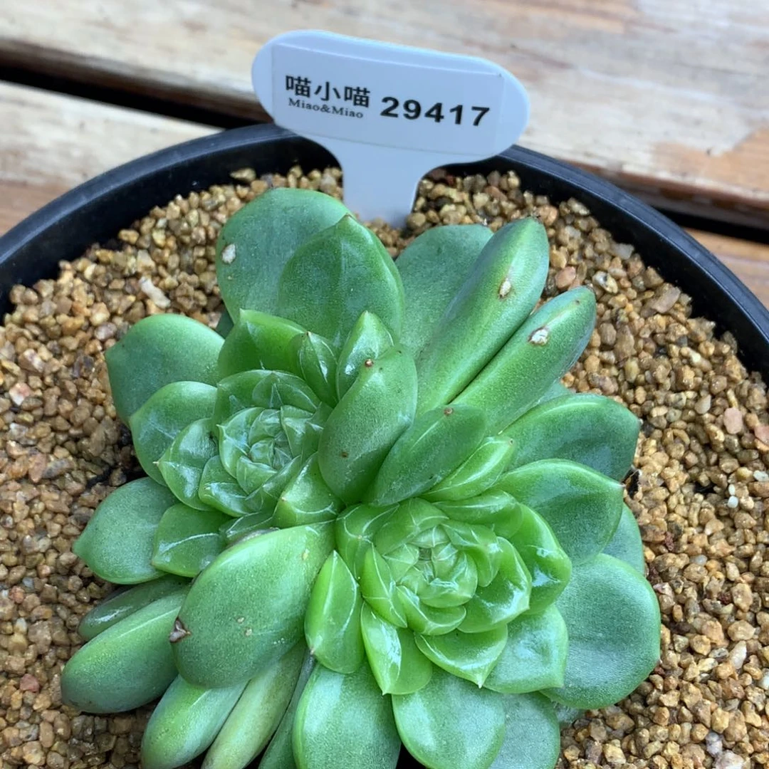 多肉植物杂交珍妮