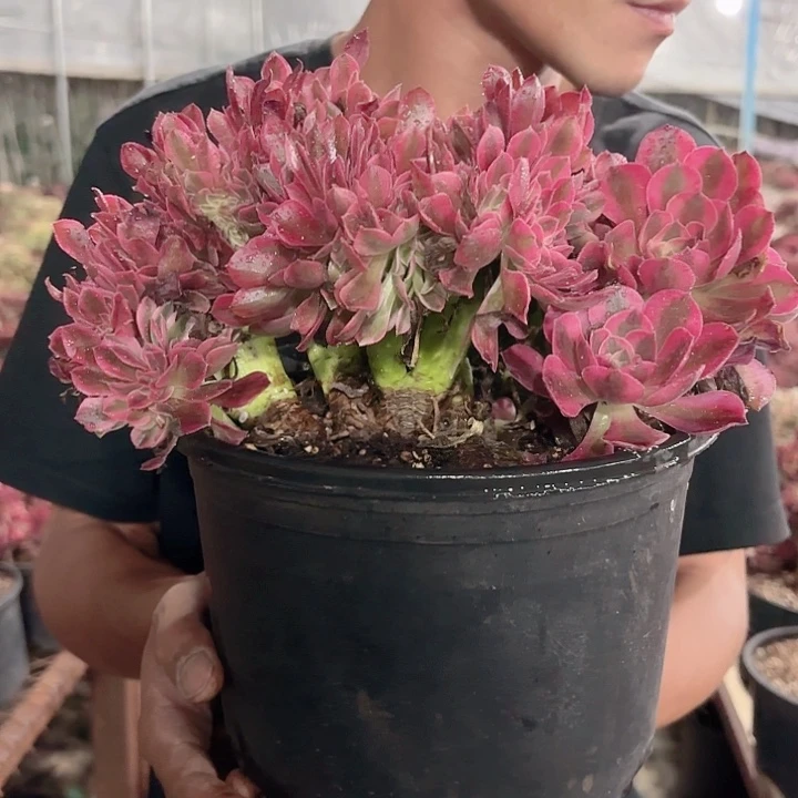 粉女郎法师二十三公分