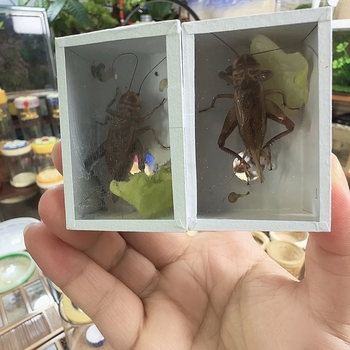 玉眼紫油3只啊啊啊啊啊