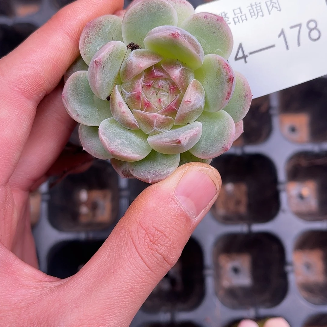 多肉一物一拍14-178