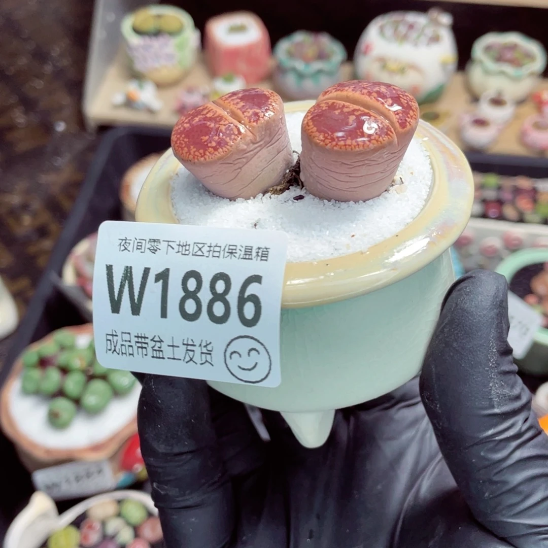 夜间零下地区拍保温箱w1886