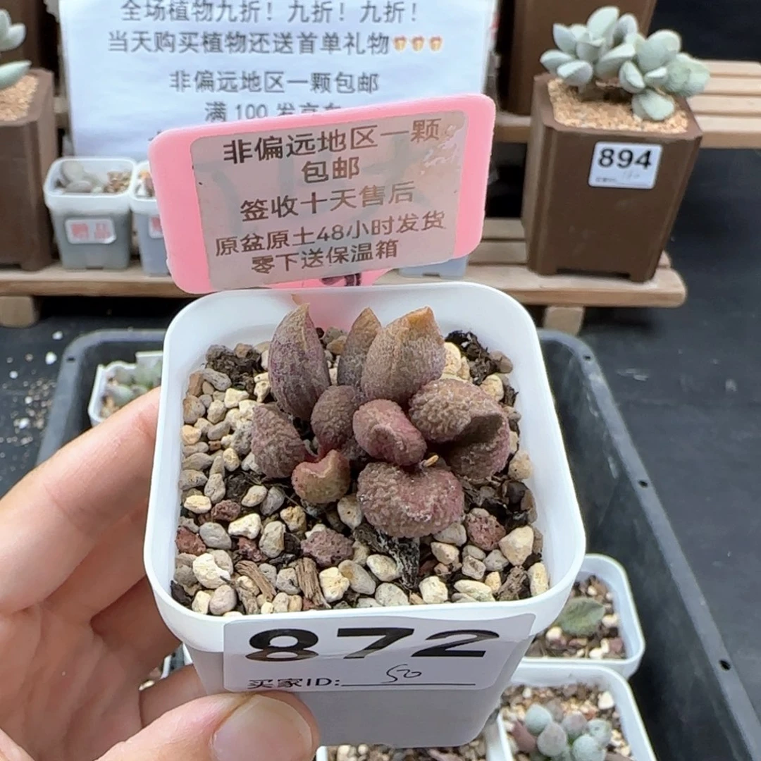 872牛肉丸多肉植物