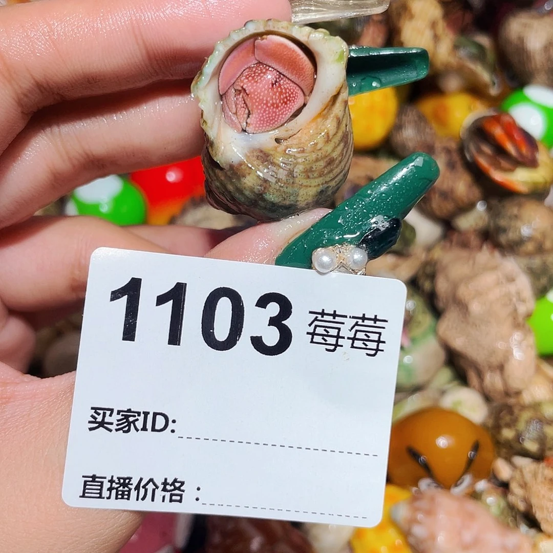 寄居蟹寄居蟹1103