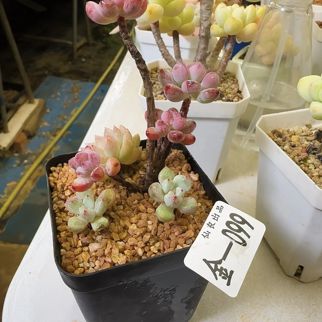 爪花花园，099，仙农出品