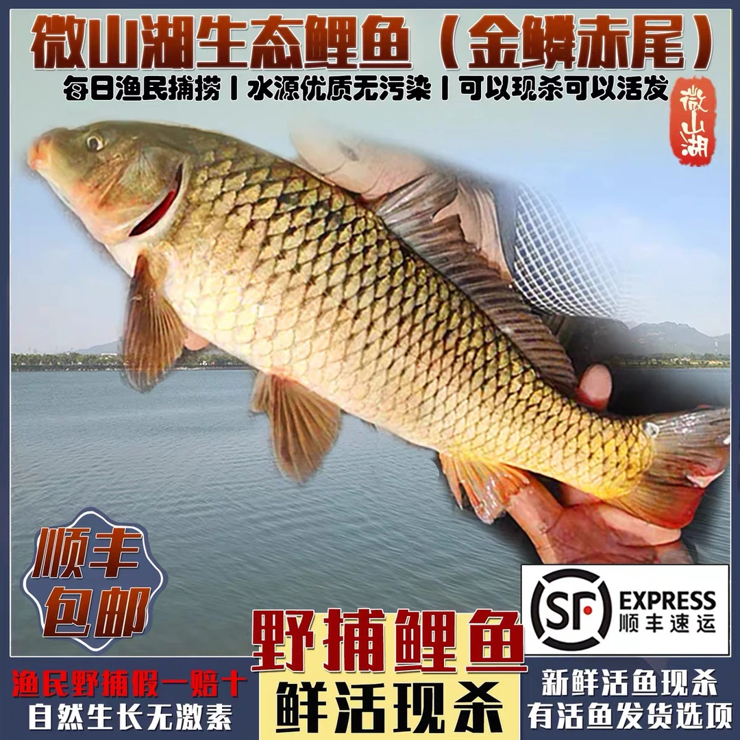 顺丰包邮微山湖野生四鼻孔鲤鱼大鲤鱼新鲜现杀发货