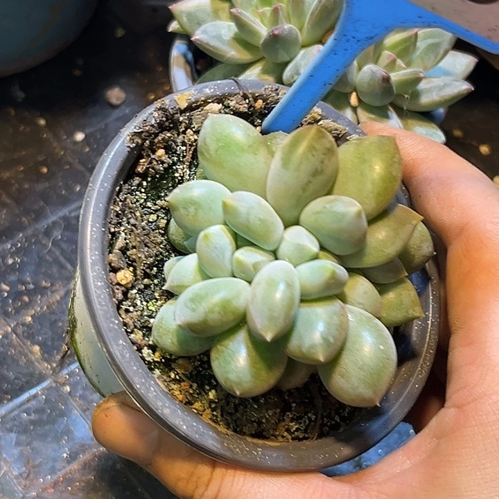 多肉植物胖体哥特015