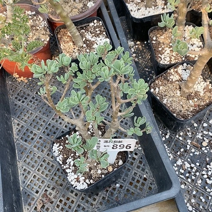 ?****896一一一一一一一一一