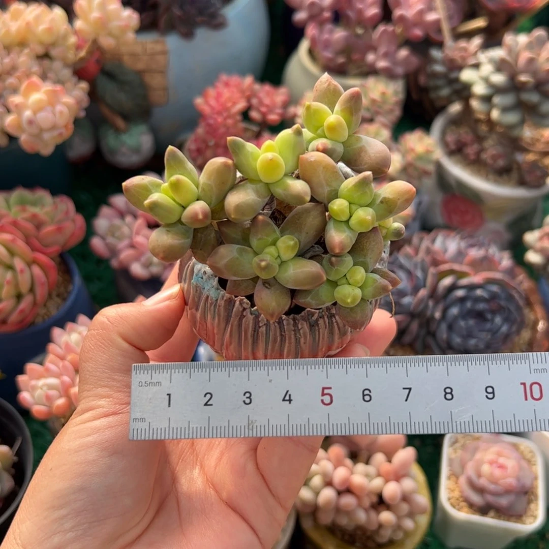 A****?370 多肉植物组合