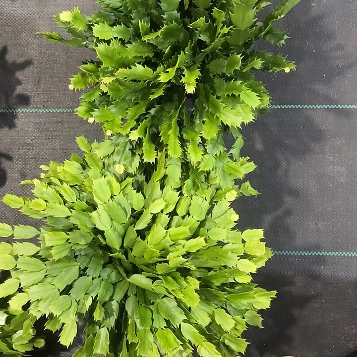 小***溪当前无花栽培后可以开花