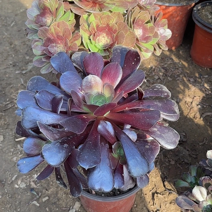 凤***。多肉植物法师2颗26