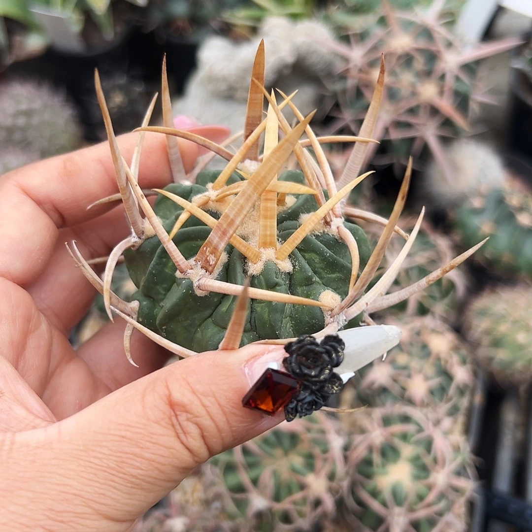 龙剑有根 仙人球666666