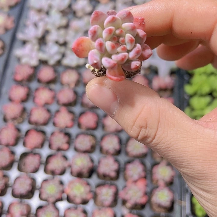 蓝苹果 满10颗包邮
