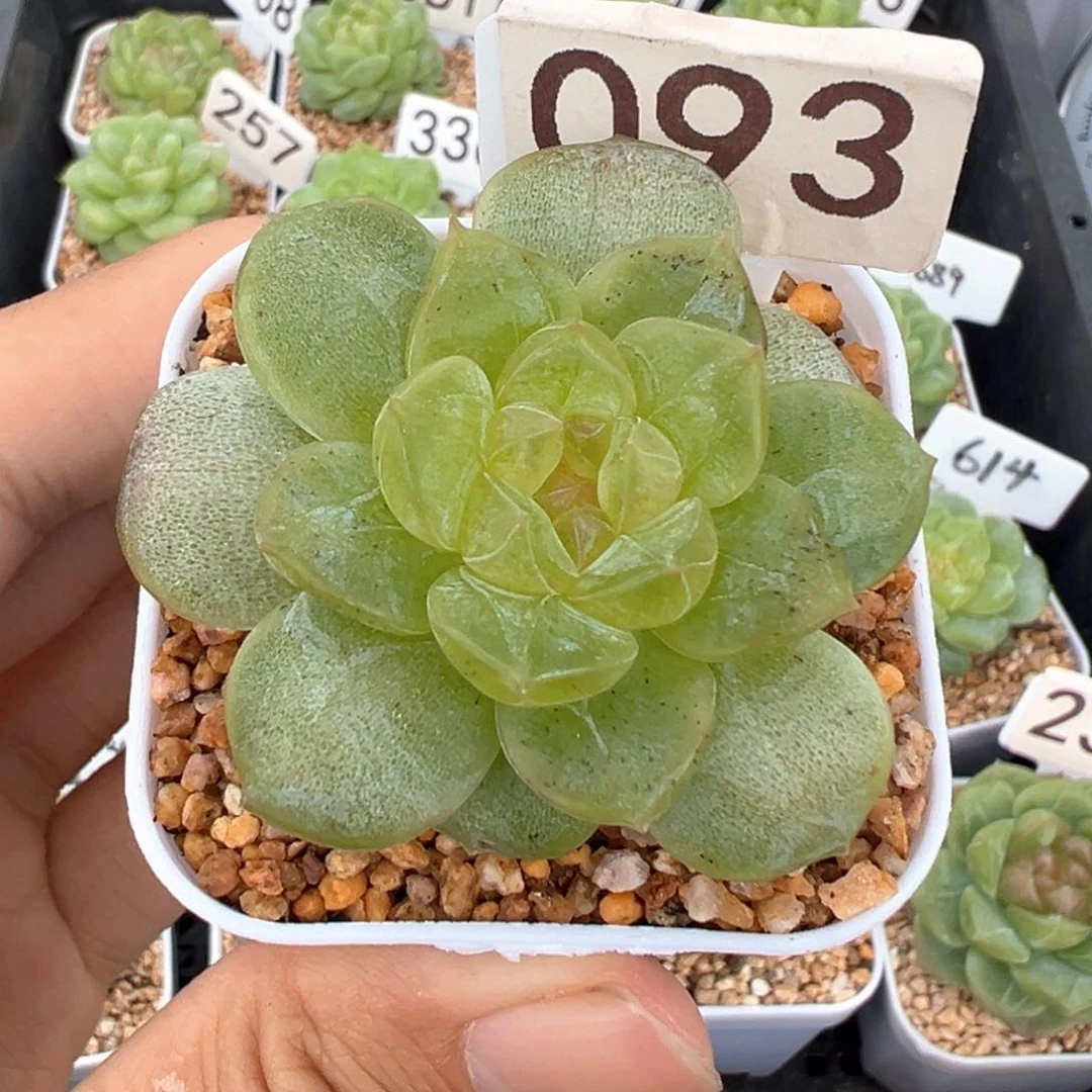 无*93号风花雪月系列新个体，无常